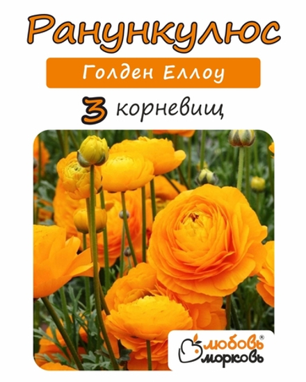 Корневище, Ранункулюс, Голден Еллоу, 3шт