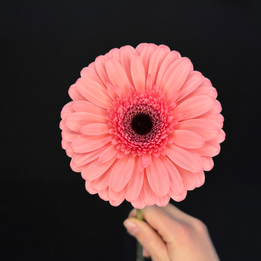 Гербера розовая / 1 шт