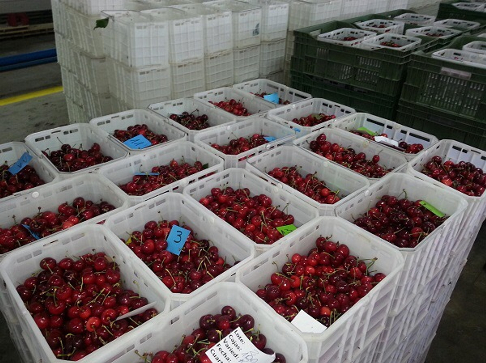 черешня чилийская сорт Bing, lapins ,Van.