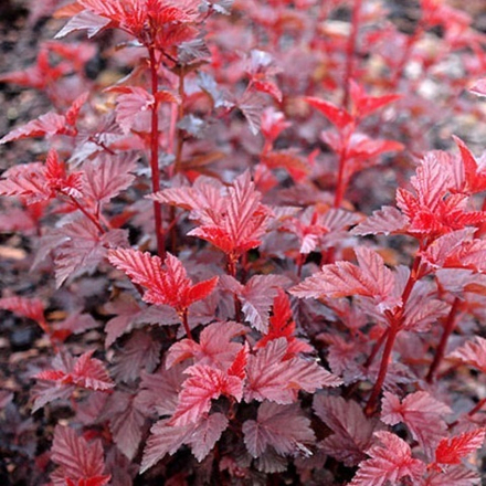 Пузыреплодник Калинолистный Леди ин Ред