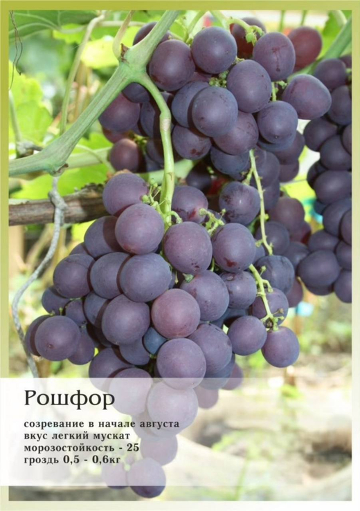 Виноград Рошфор Закупка М70 июнь 2026