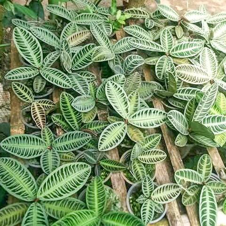 Ардизия EMBLEMANTHA 03