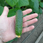 Монисия F1 семена огурца партенокарпического (Seminis / Семинис)