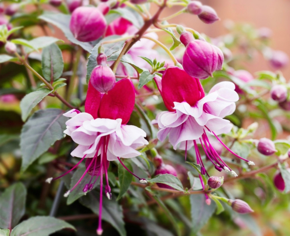 Фуксия Bella Julia