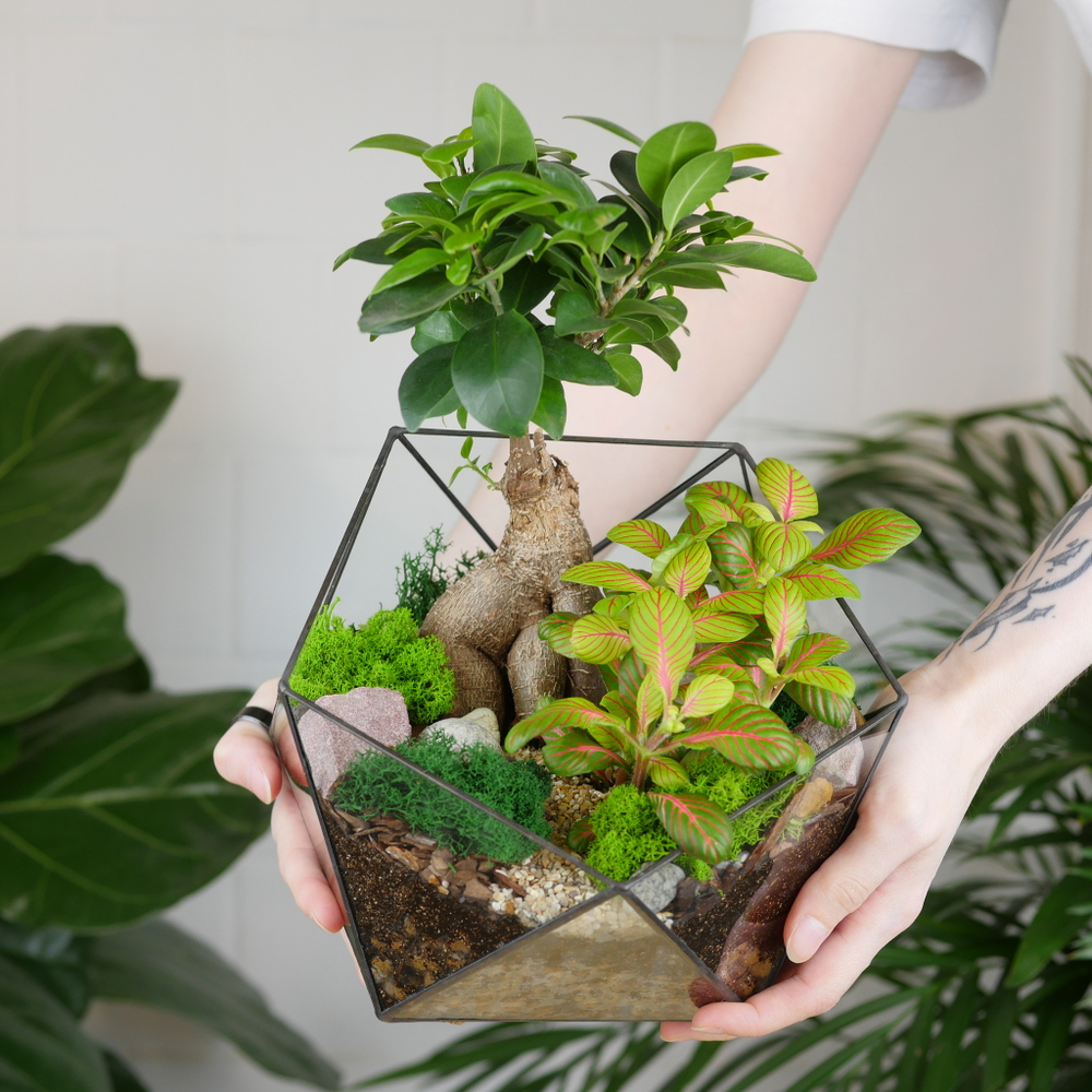 Готовый флорариум бонсай Фикус гинсенг Икос