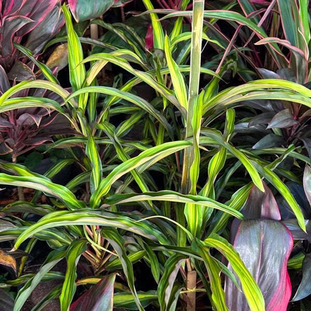 Кордилина SAI SAPHAI KHUN YING