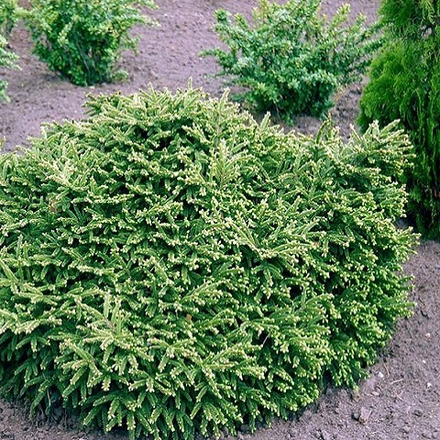 Ель обыкновенная Пумила Глаука