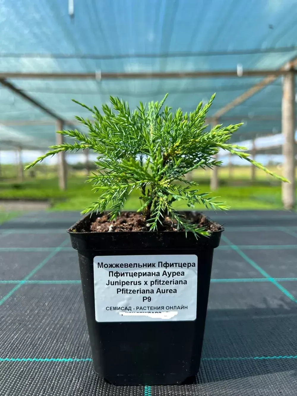 Саженец Можжевельник хвойный Пфитцериана Ауреа