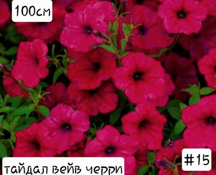 ПЕТУНИЯ №15 ТАЙДАЛ ВЕЙВ ЧЕРРИ