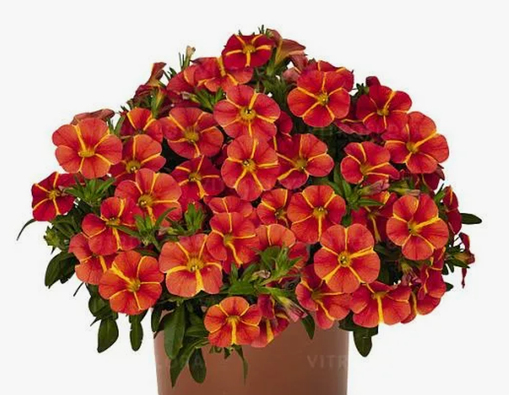 НОВИНКА! Calibrahoa Bloomtastic Orange Cart Wheel ОКС укорененный черенок. Под заказ, производство 4-5 недель