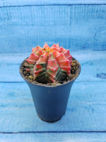 Gymnocalycium Variegata (Гимнокалициум Вариегатный)