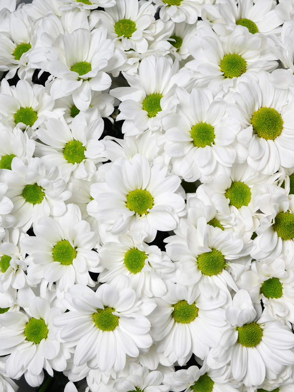 Моно букет из 25 хризантем ромашка