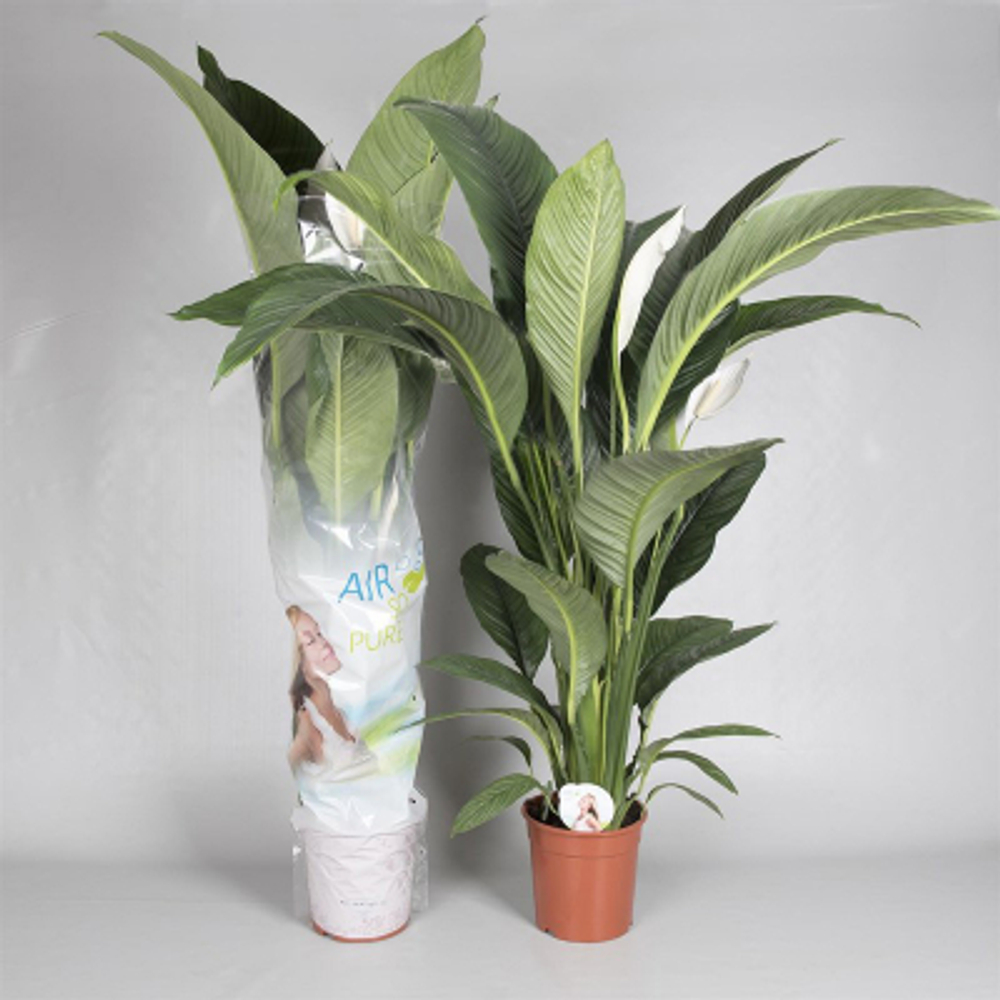 Спатифиллум Orangery spathiph. Sensation 45/150