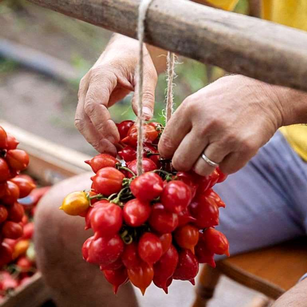 Помидоры - Pomodorino del Piennolo del Vesuvio - Черри Пьенноло Дель Везувио