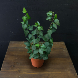 Хедера плющ комнатный