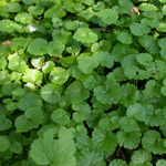 Будра плющевидная. Glechoma hederacea.