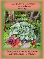 Брунера Силвер Харт крупнолистная