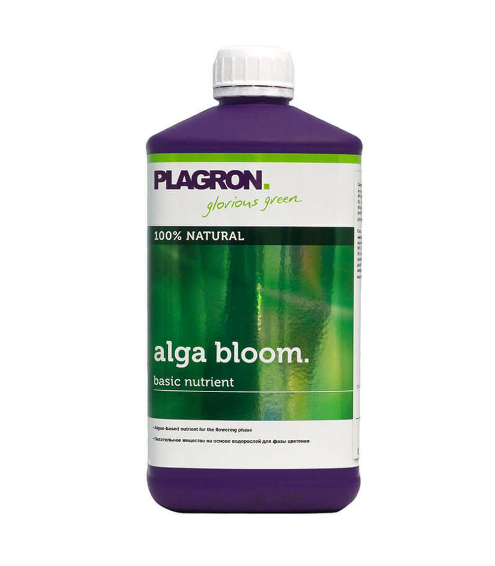 Alga bloom