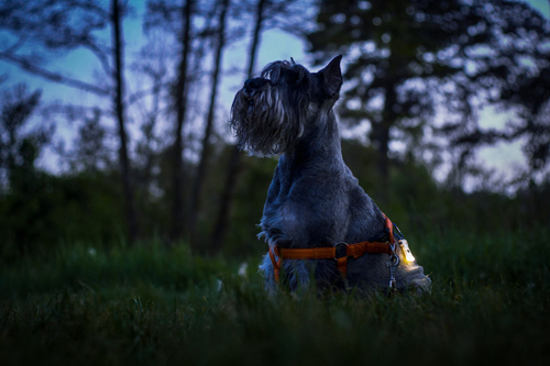 Мультифонарь Armytek Zippy Extended Set Blue Sapphire (F06101B)