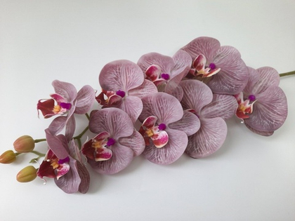 Орхидея "Перфект" 11