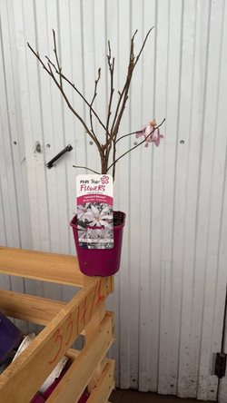 Магнолия Лёбнера ‘Merrill’ (C2) закупка М37