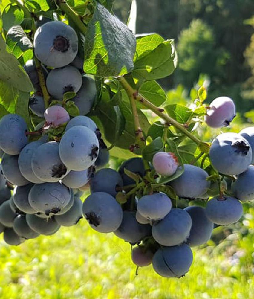 Голубика высокорослая НЕЛЬСОН С20 Закупка М44 апрель 2026 Голубика высокорослая НЕЛЬСОН С20 Закупка М44 апрель 2026