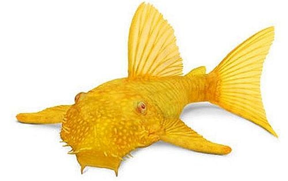 Анциструс обыкновенный золотой; M (0080) Анциструс обыкновенный золотой; M (0080)