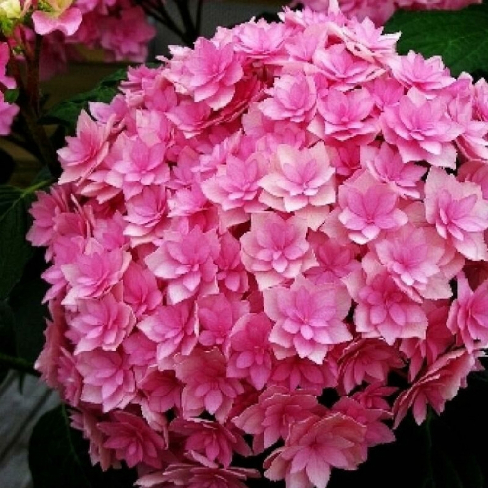 You & Me Expression. /Ю Энд Ми Экспрешн (Стандарт поставки Р9)2025г.