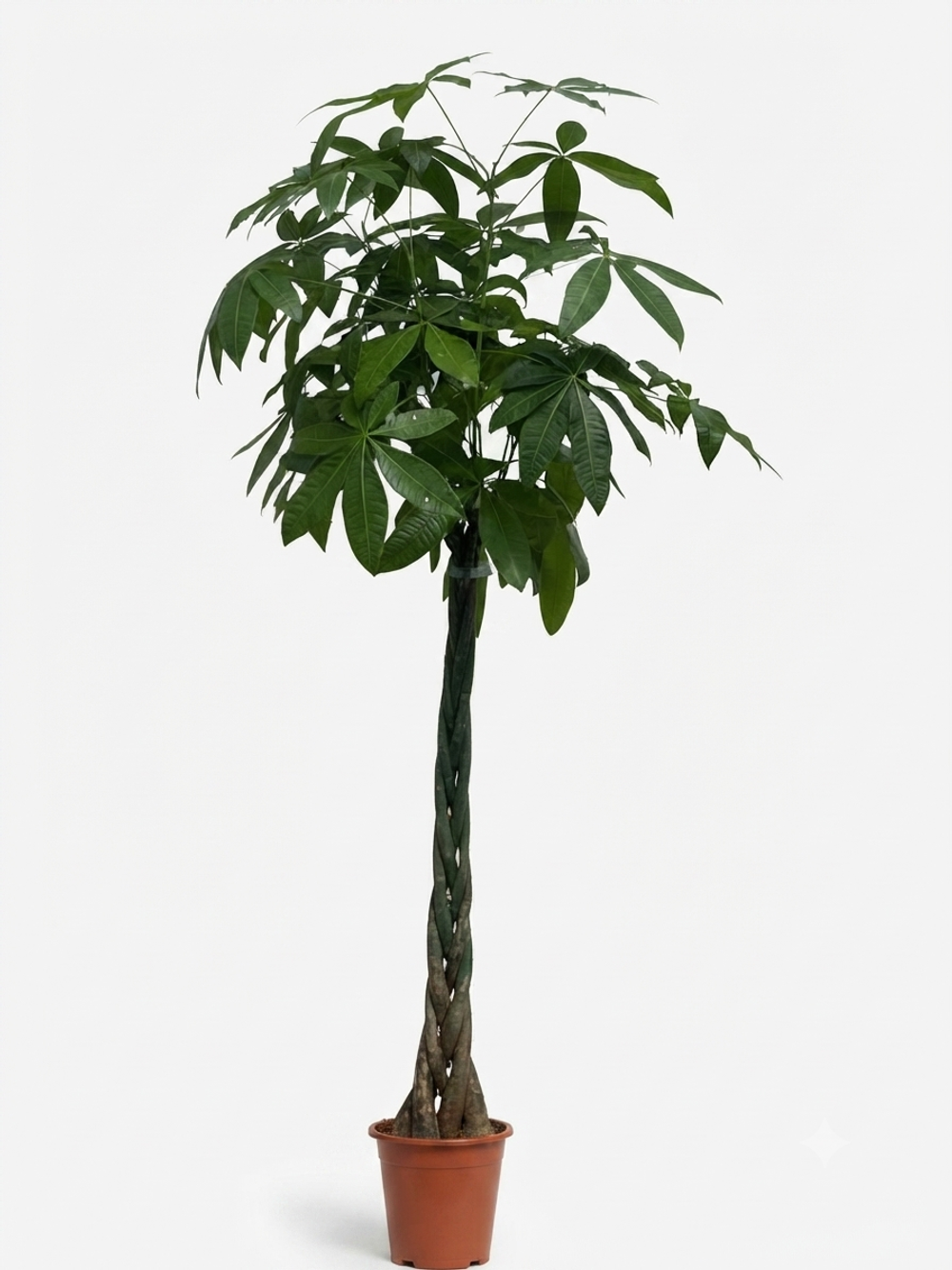Пахира red basin five braid fortune tree д23 в200 ш65 г7000