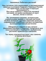 Жимолость Югана ягодный кустарник