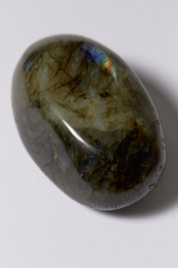 Лабрадор палмстоун M