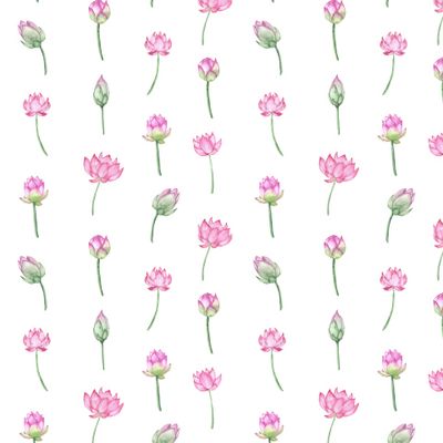 Розовый лотос на белом фоне. Цветок лотоса.