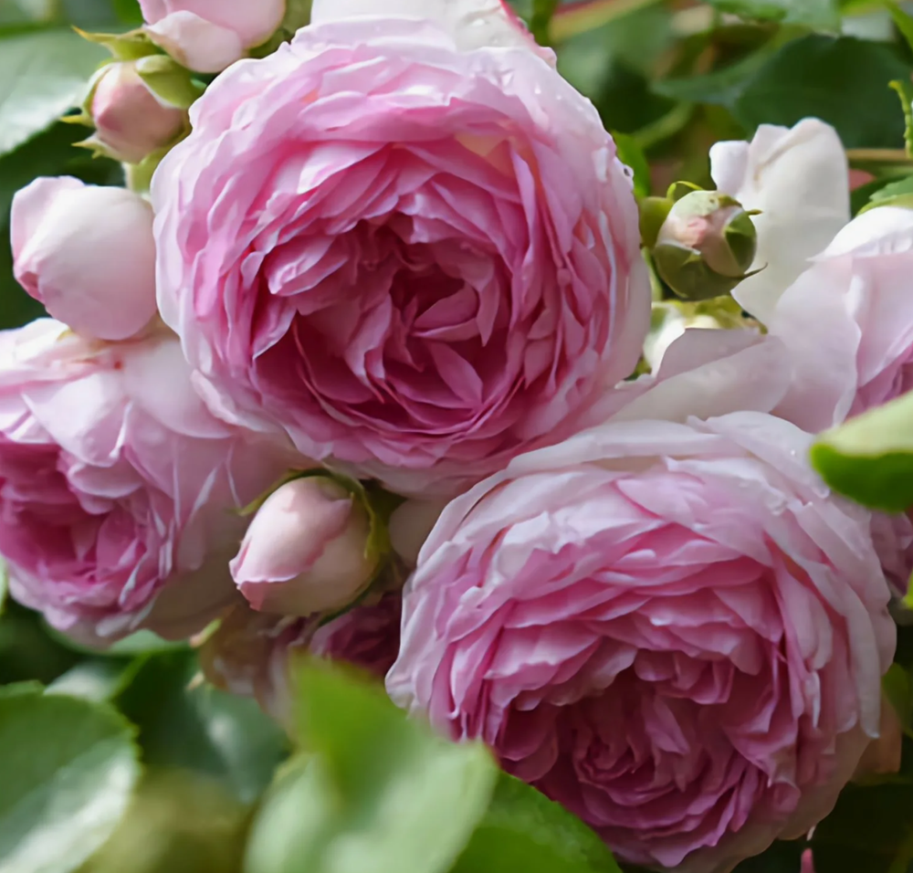 Роза плетистая Жасмина ОКС конец апреля -май 2026