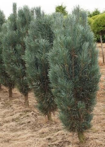 Сосна обыкновенная Фастигиата