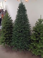 ель Грация, голубая литая хвоя