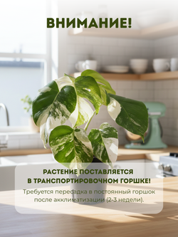 Монстера восхитительная White back turtle д.17