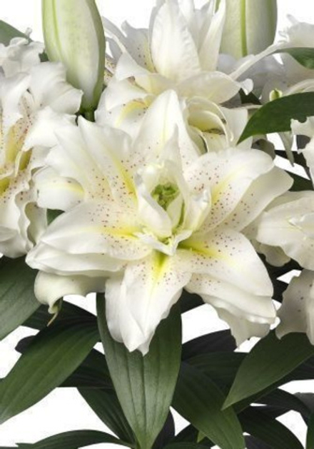 Лилия Розелили Зита луковица март 2026