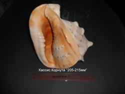 Кассис Корнута (100-200-215 мм)