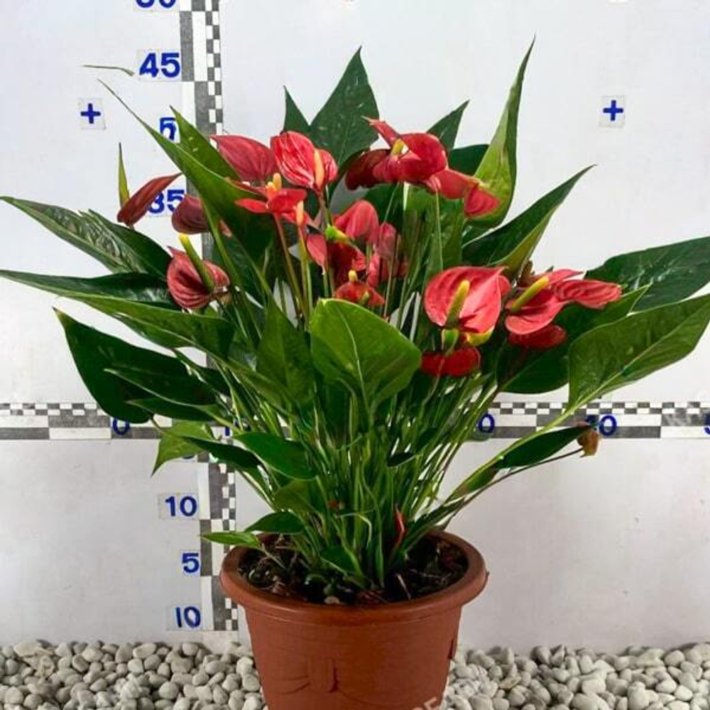 Антуриум Андрэ MFR