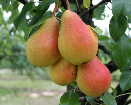 Груша Июльская ранняя