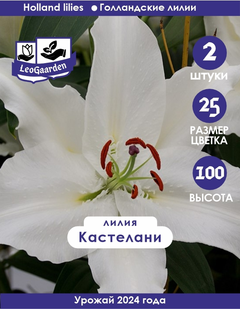Лилия Луковица, Кастелани 2 шт