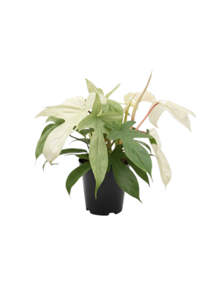 Филодендрон Florida Ghost д.15