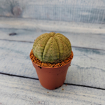 Euphoria Obesa (Эуфорбия)