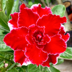 Адениум обесум 376