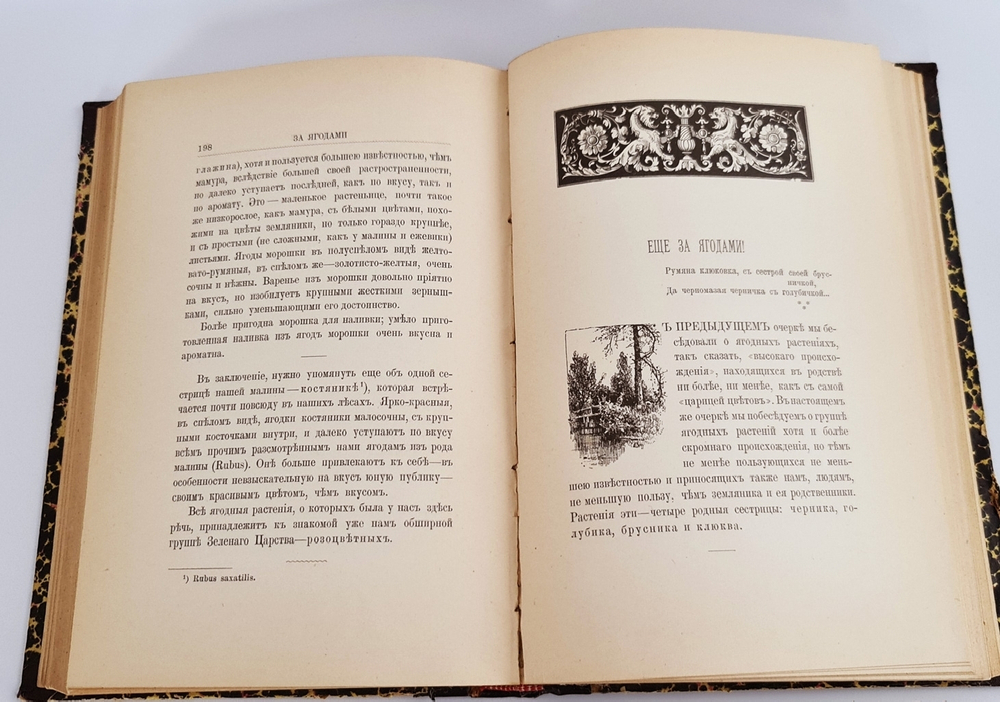 "Из зеленого царства. Популярные очерки из мира растений". Д.Н.Кайгородов. 1902г.