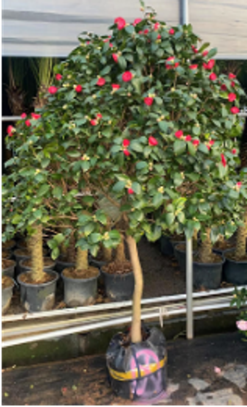 Камелия д. 35