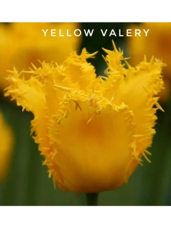 Тюльпаны бахромчатые ,луковицы Yellow Valery желтые (5 шт)