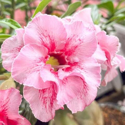 Адениум обесум MIGUEL