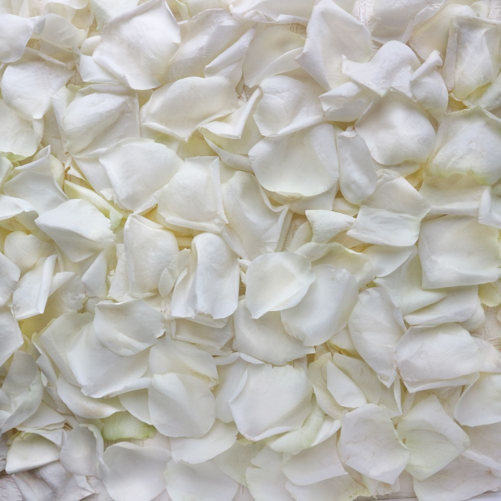 Лепестки роз белые