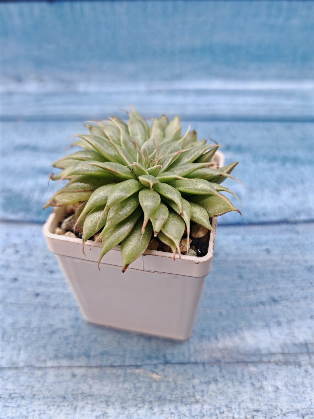 Graptoveria Silver Star (Граптоверия)